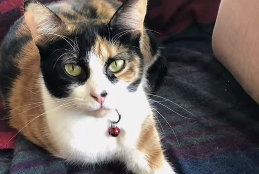A rescue cat in the United States smelled a gas leak and accidentally saved its owner.