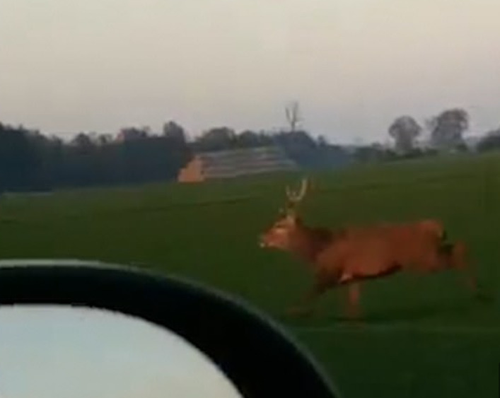 British man hit a tree after driving a convertible and being attacked by a deer, causing a coma for 65 days.