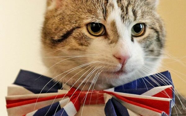 Britain's "Royal Cat" has been in office for ten years