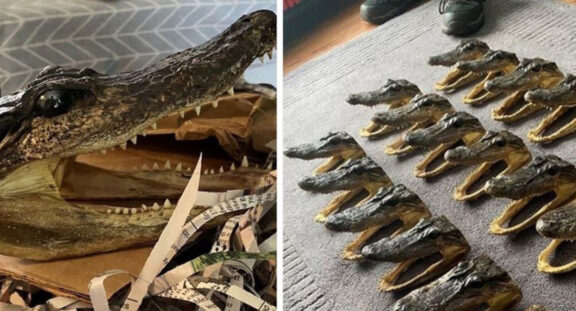 "Crocodile Head" was sold online. British police searched and found 80