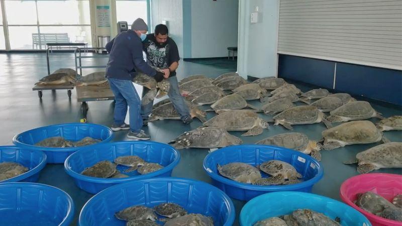 Unable to stand the cold wave, 4,700 turtles in Texas, USA were frozen stiff.
