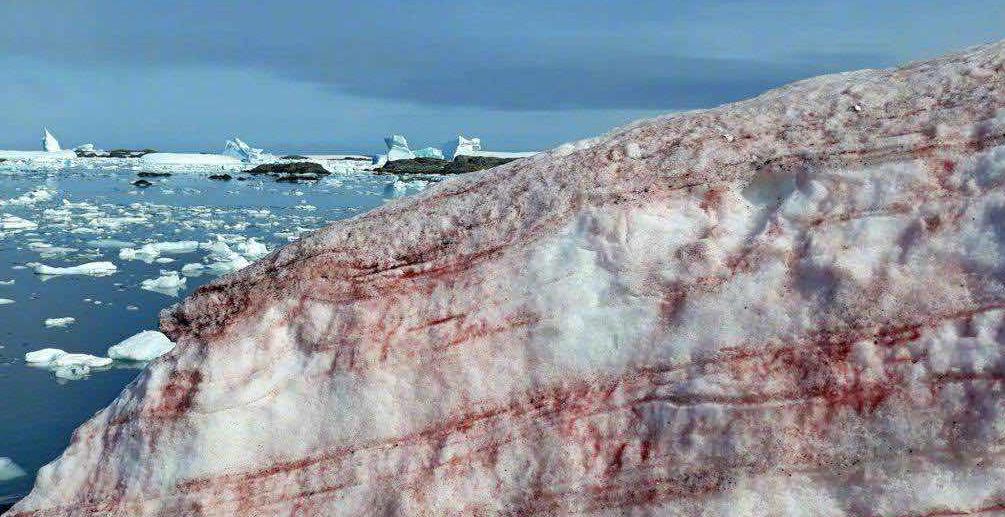 image 706 "Watermelon snow" appears again in Antarctica but it's not romantic at all...