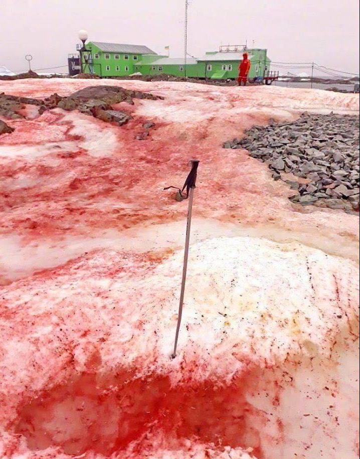 image 707 "Watermelon snow" appears again in Antarctica but it's not romantic at all...