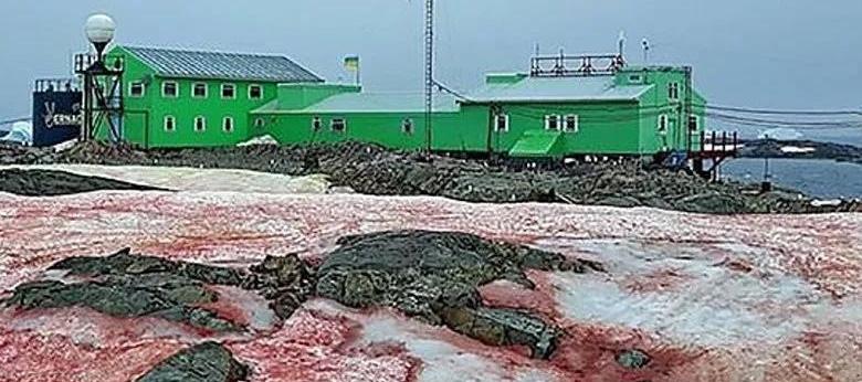 image 708 "Watermelon snow" appears again in Antarctica but it's not romantic at all...