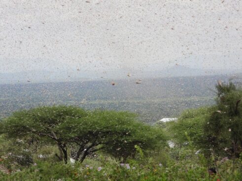 Tanzania will organize aircraft to spray pesticides to prevent and control locust infestation.