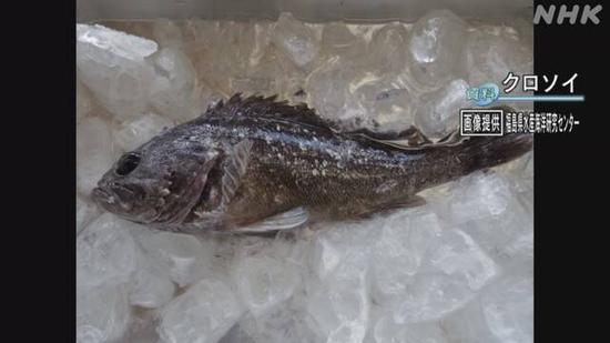 After two years, "radiating fish" exceeding the standard was found again in the waters near Fukushima, Japan.