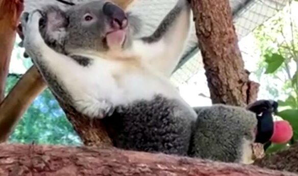 Australia vaccinates koalas against chlamyjab infection
