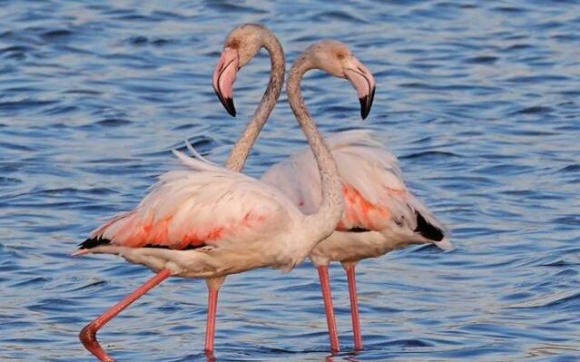 Several Greek flamingos were poisoned by lead bullets due to illegal hunting.