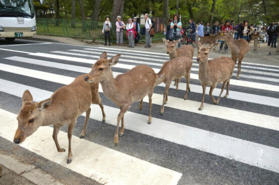 A Japanese man was hit by a car and was arrested for hacking Nara deer in anger.