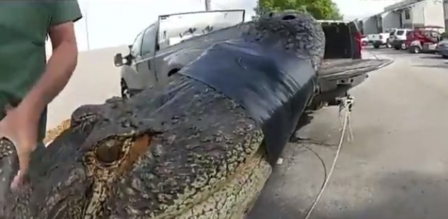 A 3-meter-long crocodile in the United States hid under the car. At least three people worked together to carry it up and take it away.