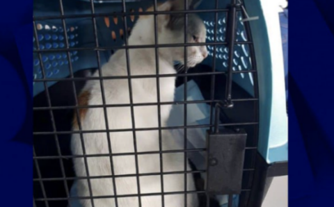 A white cat in Panama was caught on the spot carrying poison to a prison with a small bag around his neck