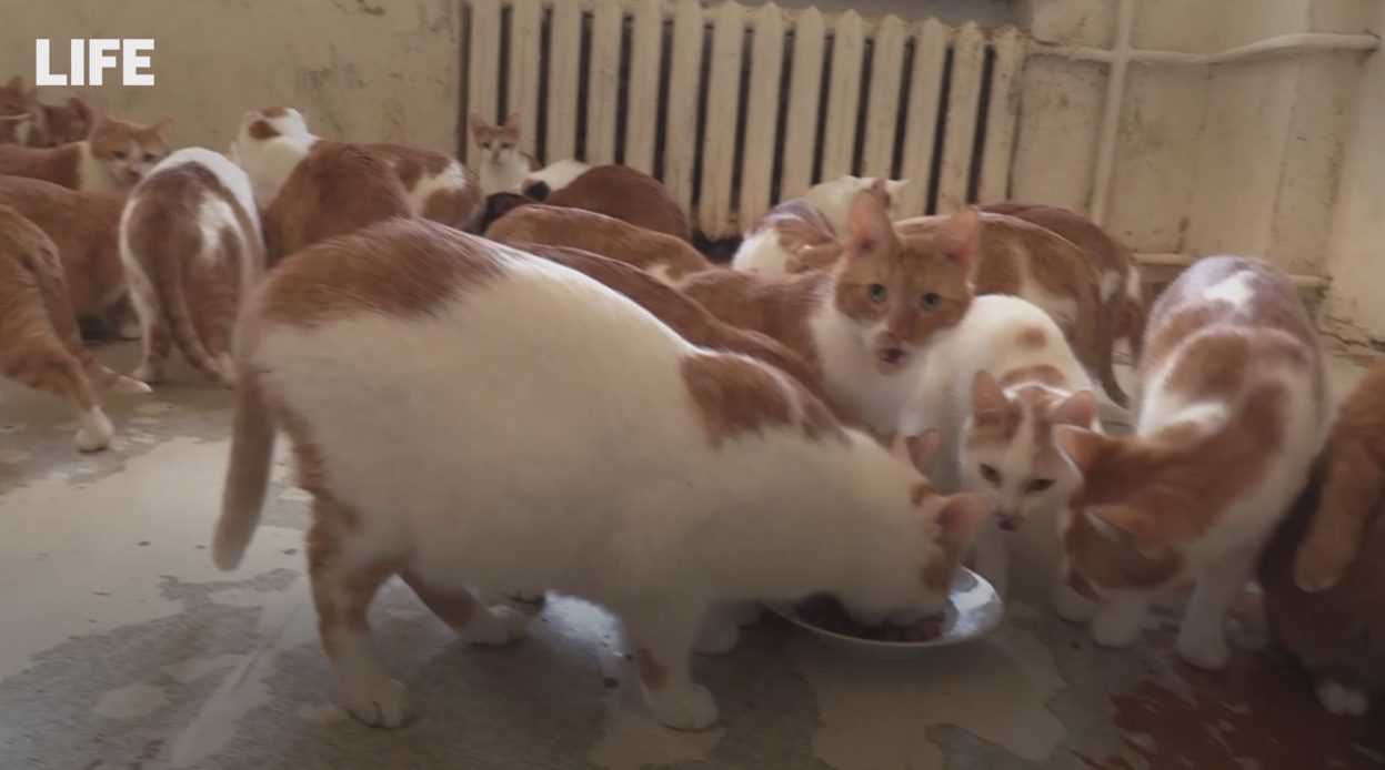 Russian woman keeps nearly 70 cats alone: mostly orange cats are eaten poorly to help society