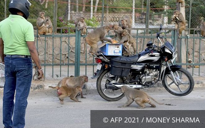 Two men in Delhi, India, were arrested for robbing money using monkeys.