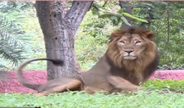 Eight lions at a zoo in India have been confirmed to be infected with the coronavirus