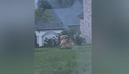 A tiger was found in a residential area of the United States