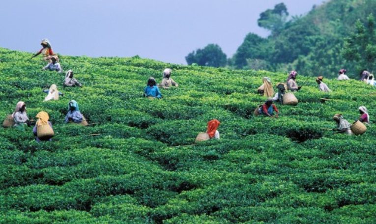 More than 200 people in two tea plantations in India have been infected with Coronavirus and have been designated as quarantined by the government