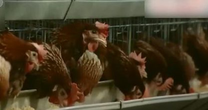 Kill 10 million chickens a year! The price of eggs here has risen to its highest level in five years