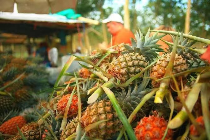 An outbreak of cluster infection at a pineapple processing plant in Thailand infected 112 of 257 people