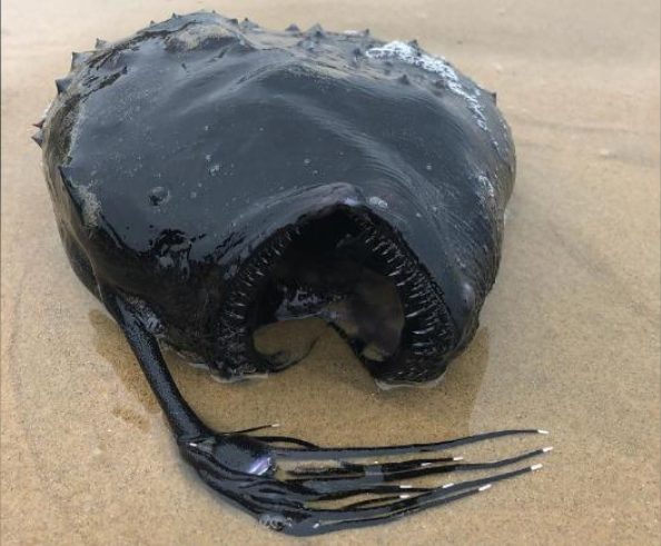 "Monster Fish" Appears on American Beaches: Sharp Teeth Like a Football