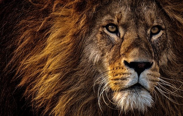 South Africa will ban the hunting of lions in captivity