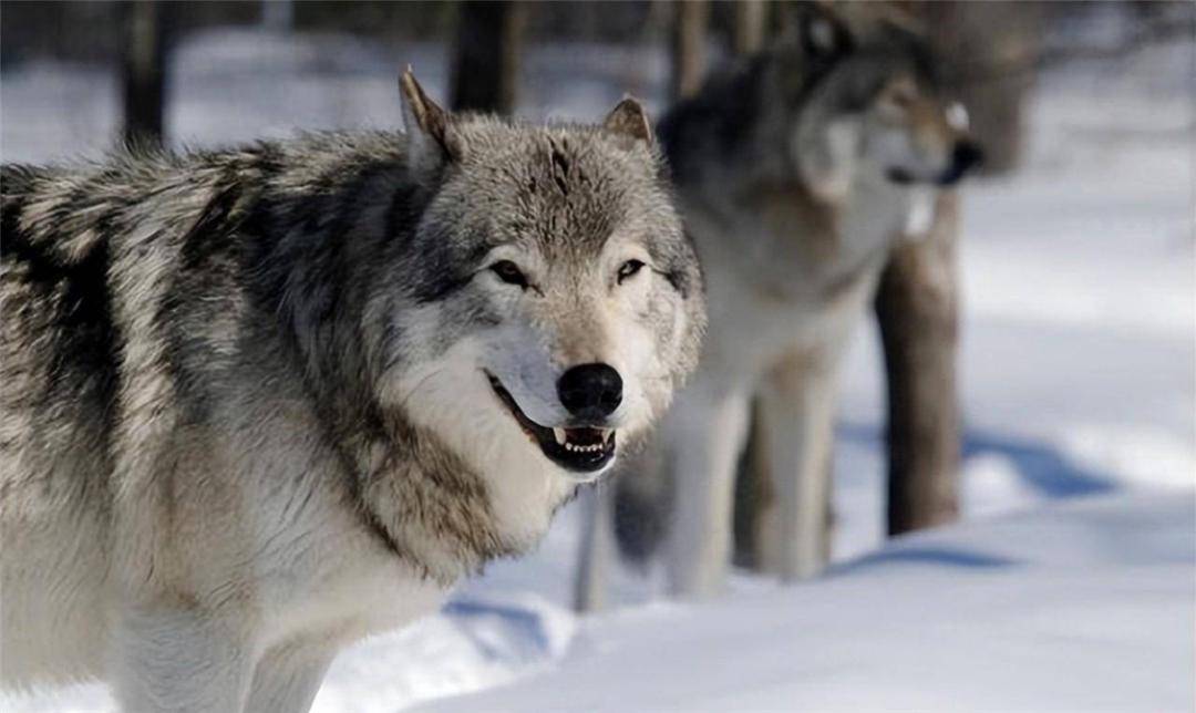 female wolf was bitten by a snow leopard and was rescued by border guards. The Indian army invaded our border, and the female wolf led the wolves to hunt down 