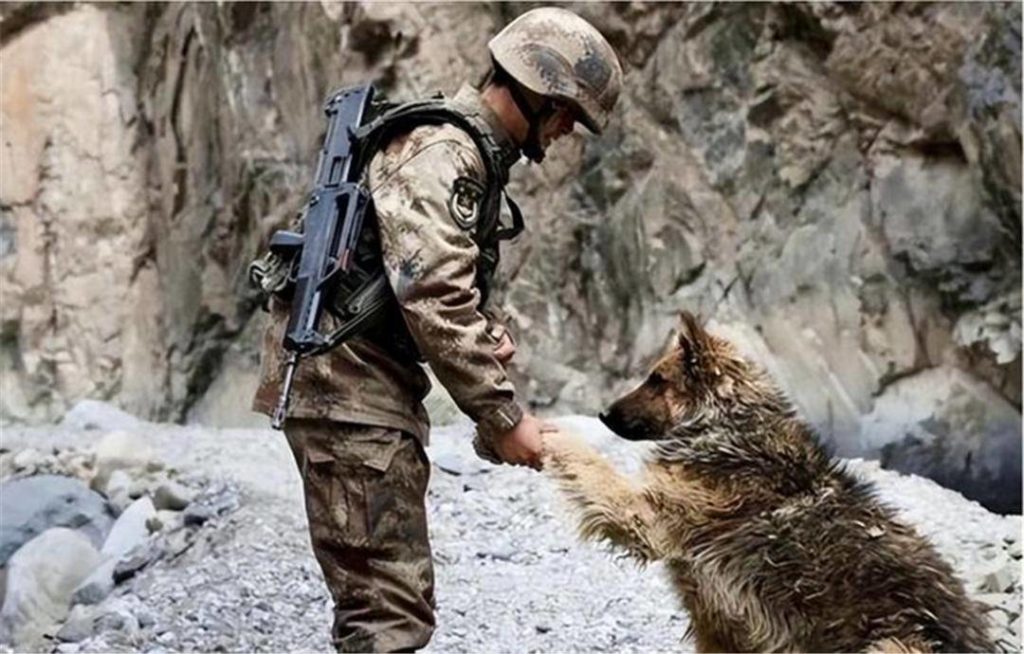 image 14 female wolf was bitten by a snow leopard and was rescued by border guards. The Indian army invaded our border