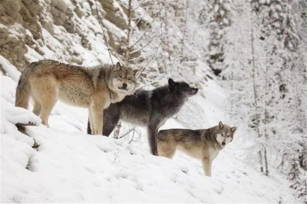 image 15 female wolf was bitten by a snow leopard and was rescued by border guards. The Indian army invaded our border