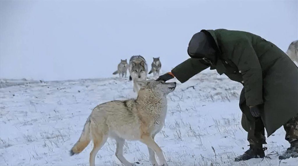 image 19 female wolf was bitten by a snow leopard and was rescued by border guards. The Indian army invaded our border