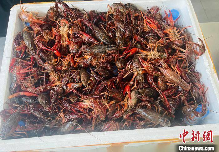 Hunan crayfish "fly" directly to Phnom Penh, Cambodia 